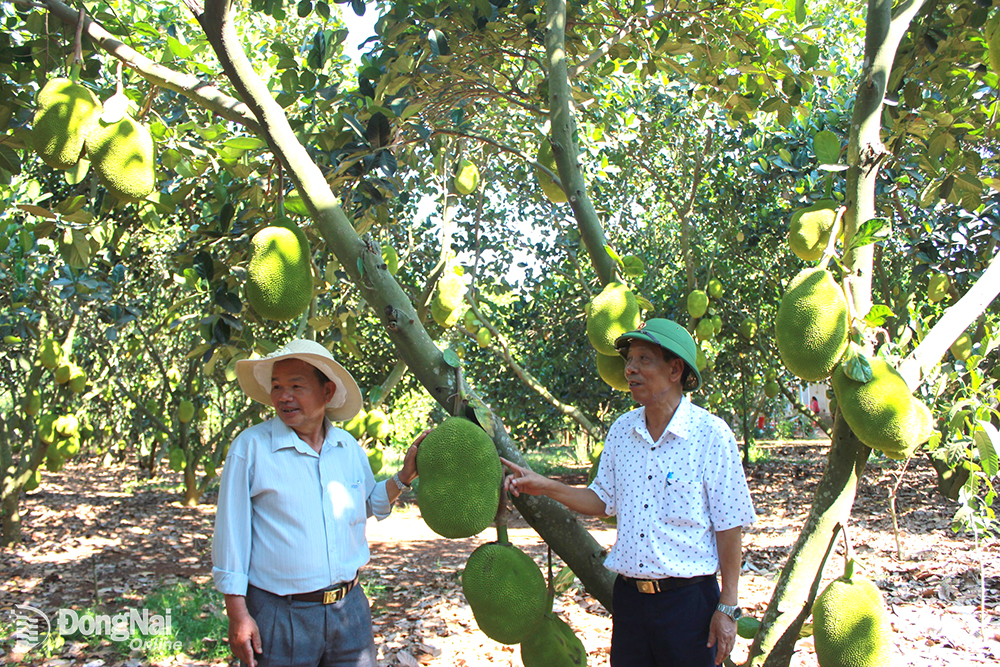 Bí thư Đảng ủy, Chủ tịch HĐND xã Xuân Tây (huyện Cẩm Mỹ) Đỗ Quang Thúy (phải) khảo sát mô hình Vườn kiểu mẫu tại ấp 12.
