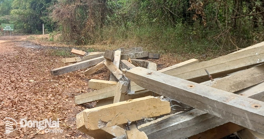 Nhiều trụ bê tông của hàng rào điện đã bị voi rừng tìm cách phá hỏng để ra khỏi rừng. Ảnh: A.Nhơn