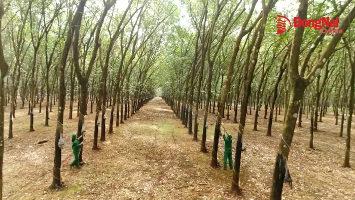 Dong Nai - Cradle of Vietnam’s rubber industry