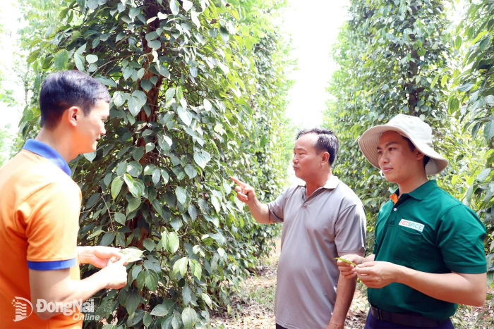 Nâng chất trong đầu tư nông nghiệp hữu cơ