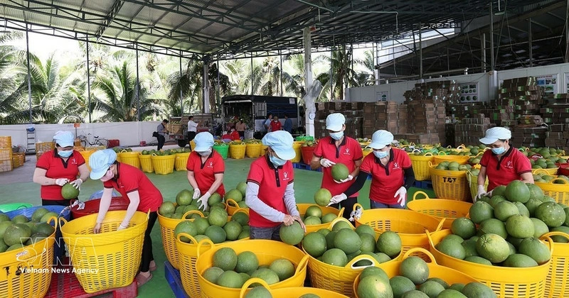 Workers sort green pomelos for export at the Vina T&T Group factory in Vinh Long province. (Photo: VNA)