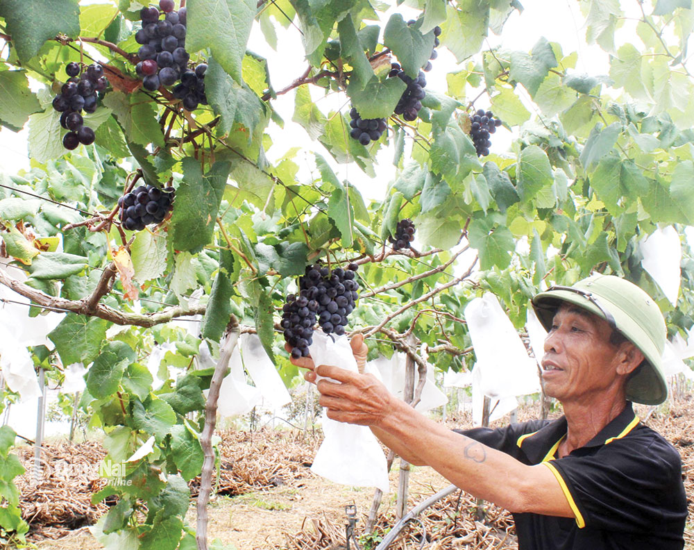 Trang trại trồng các giống nho Nhật Bản tại huyện Long Thành.