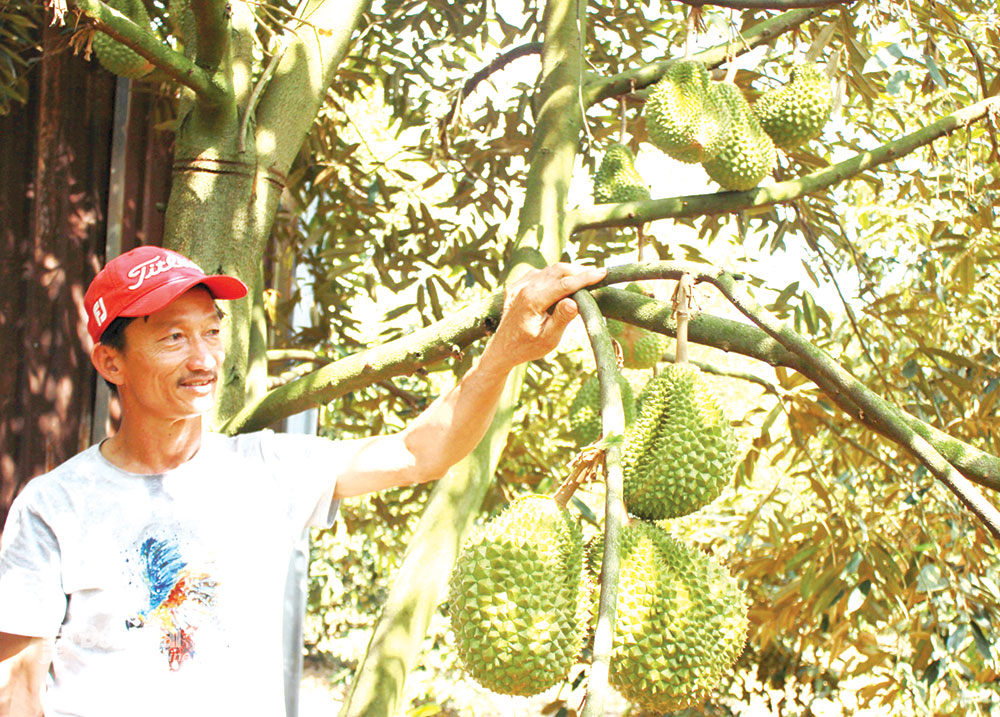 Giống mít sầu riêng được trồng tại Khu du lịch sinh thái Khải Farm tại huyện Long Thành.