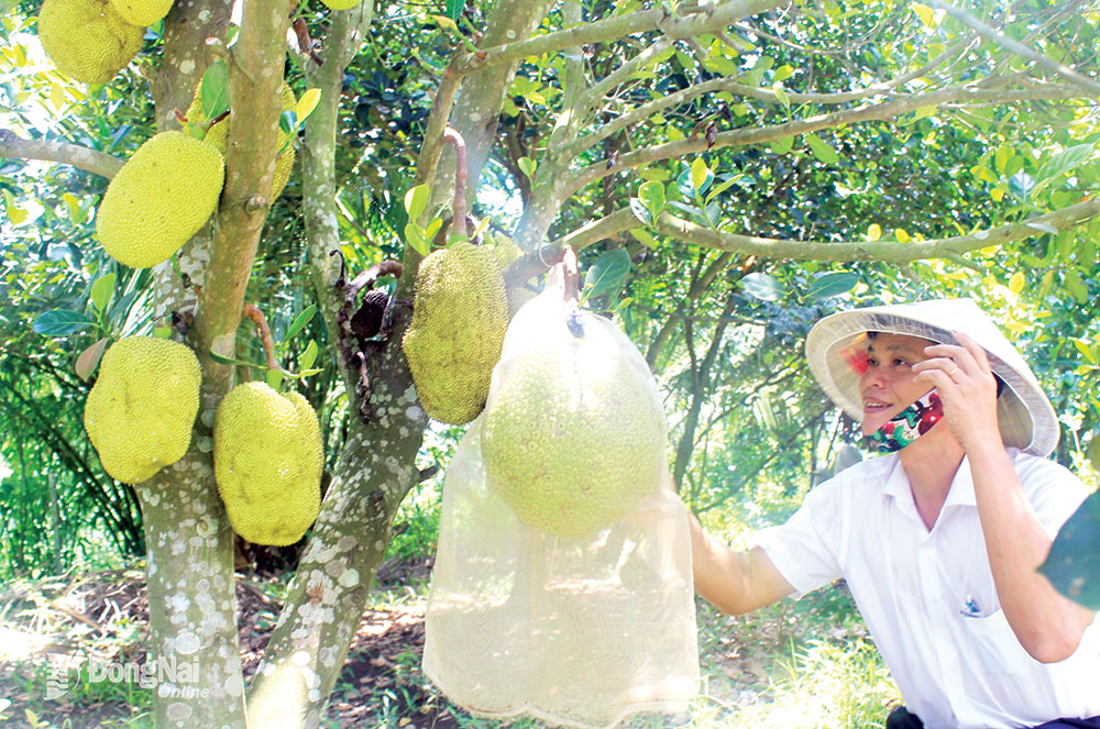 Giống mít sầu riêng được trồng tại Khu du lịch sinh thái Khải Farm tại huyện Long Thành.