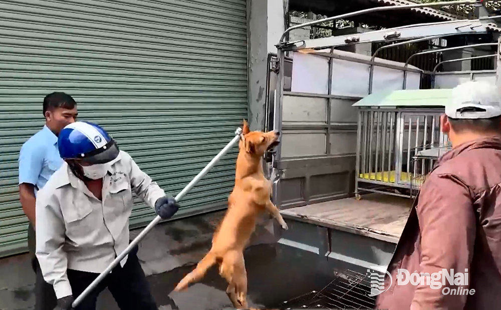 Đội bắt chó thả rông phường Trảng Dài (thành phố Biên Hòa) trong một lần ra quân bắt chó thả rông trên địa bàn. Ảnh: A.Nhiên