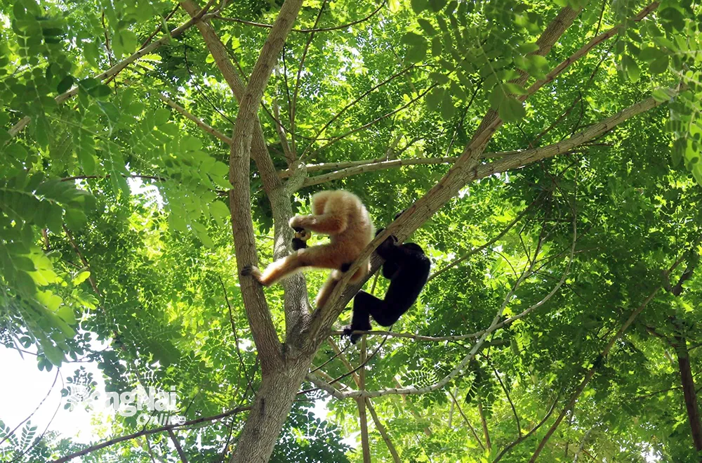 Khỉ hoang dã tại Vườn Quốc gia Cát Tiên. Ảnh minh họa