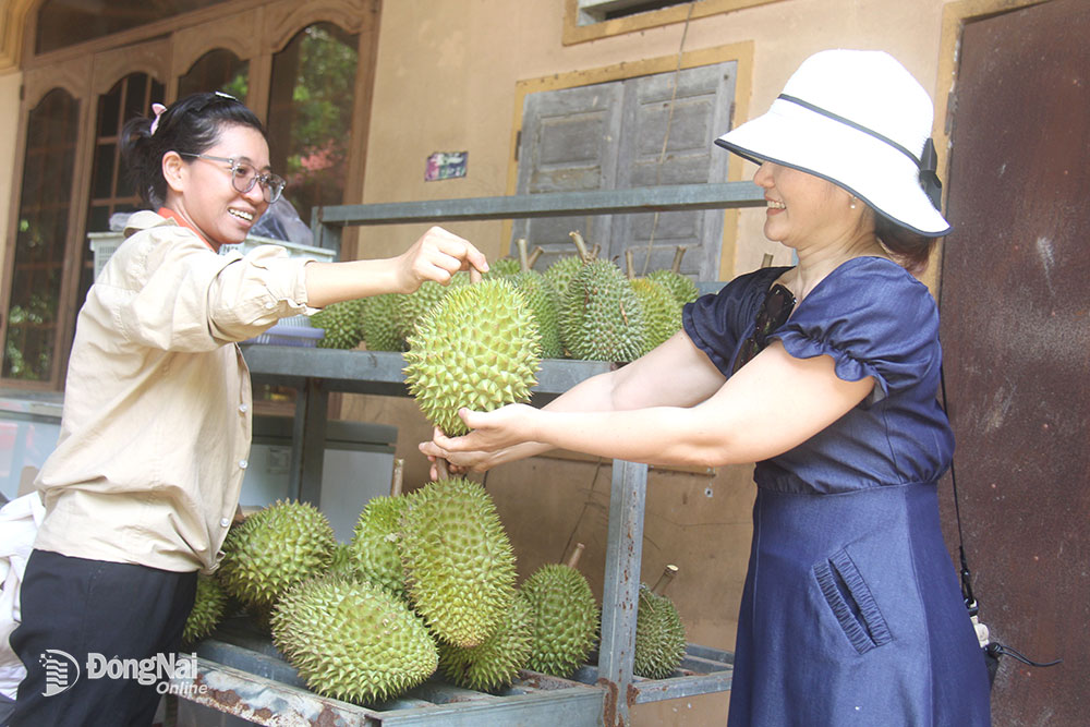 Du khách tham quan và chọn mua các loại sầu riêng trực tiếp tại vườn ở xã Bình Sơn (huyện Long Thành).