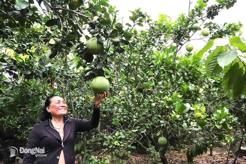 Mô hình trồng bưởi da xanh tại xã Phú Hòa, huyện Định Quán cho hiệu quả kinh tế cao. 