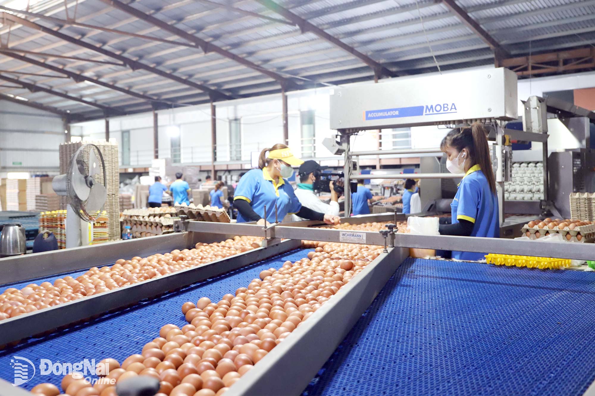 Modern egg packaging line at an enterprise in Tan An commune. Photo: Binh Nguyen

