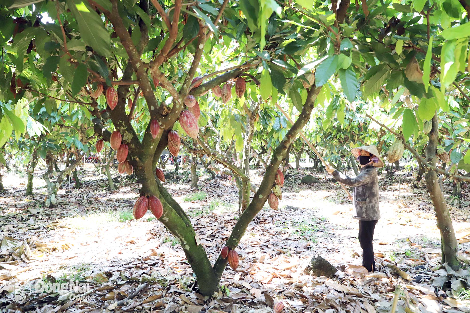 The large-scale cocoa project in Phu Hoa Commune, linking cultivation, processing and export activities, has generated strong economic returns. Photo: Binh Nguyen

