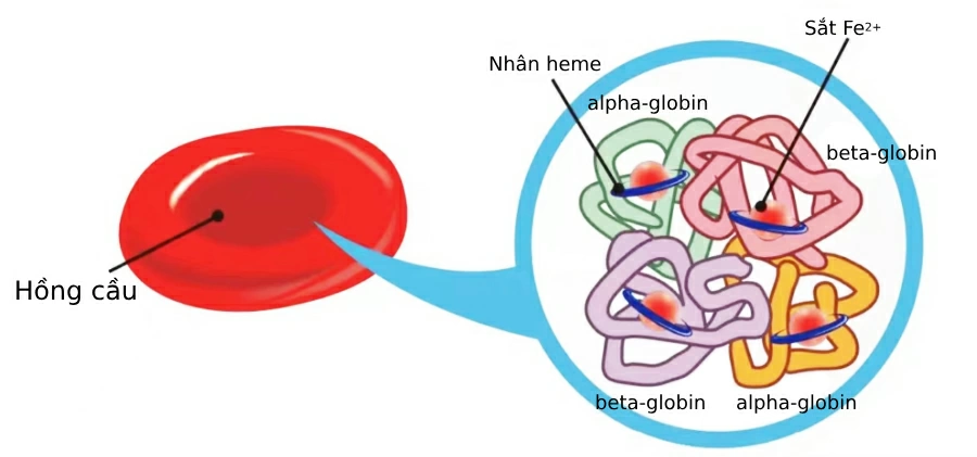 Thalassemia là bệnh tan máu bẩm sinh di truyền, xảy ra do bất thường trong quá trình tạo hemoglobin - yếu tố thiết yếu giúp hồng cầu thực hiện chức năng vận chuyển oxy trong cơ thể.