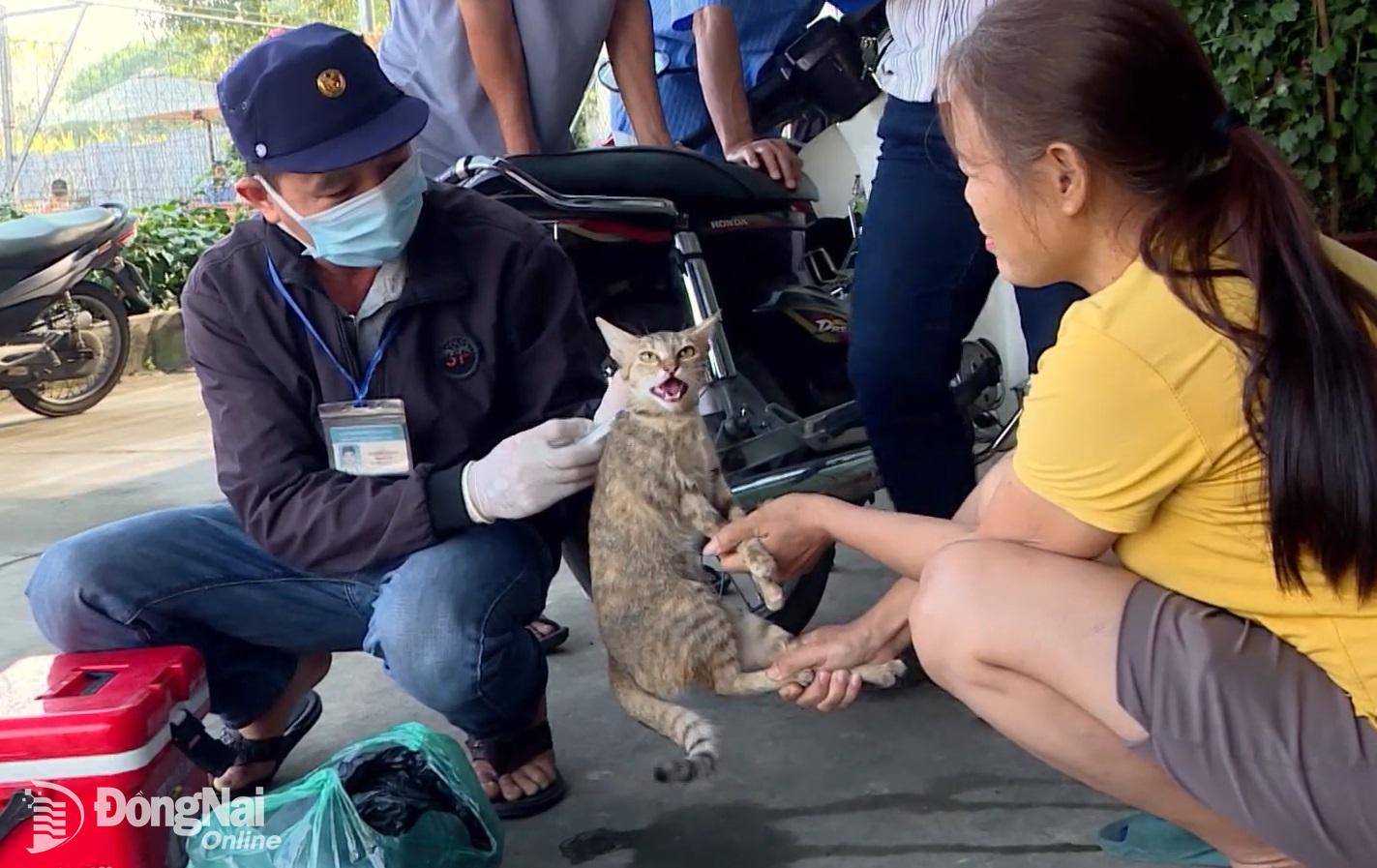 Nhân viên thú y tiêm vaccine phòng bệnh dại cho chó, mèo trên địa bàn tỉnh. Ảnh: X.K