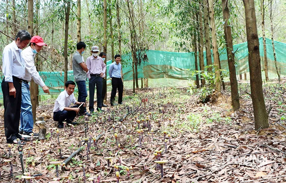 Khảo sát mô hình trồng thử nghiệm nấm Linh chi dưới tán rừng keo lai. Ảnh: Thanh Cảnh