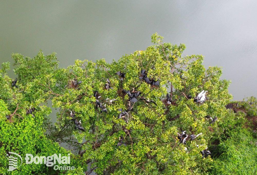 Chim cổ rắn sải cánh trên những ngọn cây tại KDL bửu Long. Ảnh; Hà Anh Chiến.