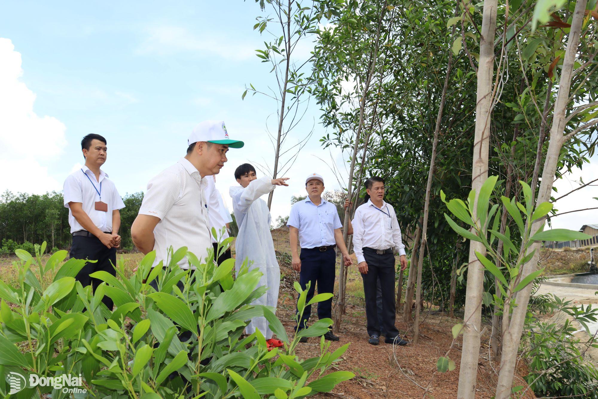 Lãnh đạo huyện Long Thành và các thành viên Đoàn kiểm tra số 3 kiểm tra hệ thống thoát nước mưa và xử lý nước thải ở trang trại chăn nuôi của Công ty TNHH MTV Chăn nuôi Tám Do. Ảnh: Hoàng Lộc