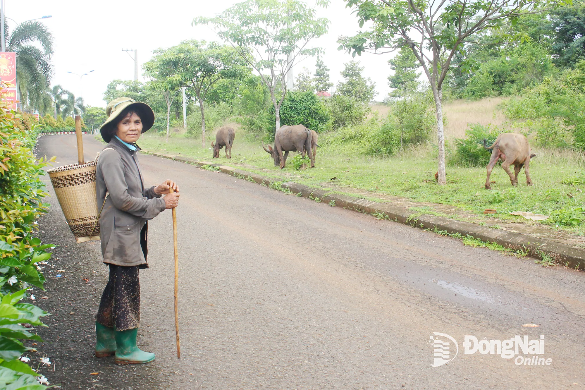 Bên cạnh trồng trọt, đồng bào S’tiêng ở Bom Bo còn có tập quán chăn nuôi trâu, bò.