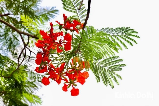 Hoa phượng rực rỡ dưới ánh nắng đầu hè.