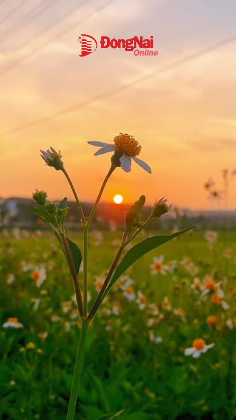 Chào bạn buổi sáng!