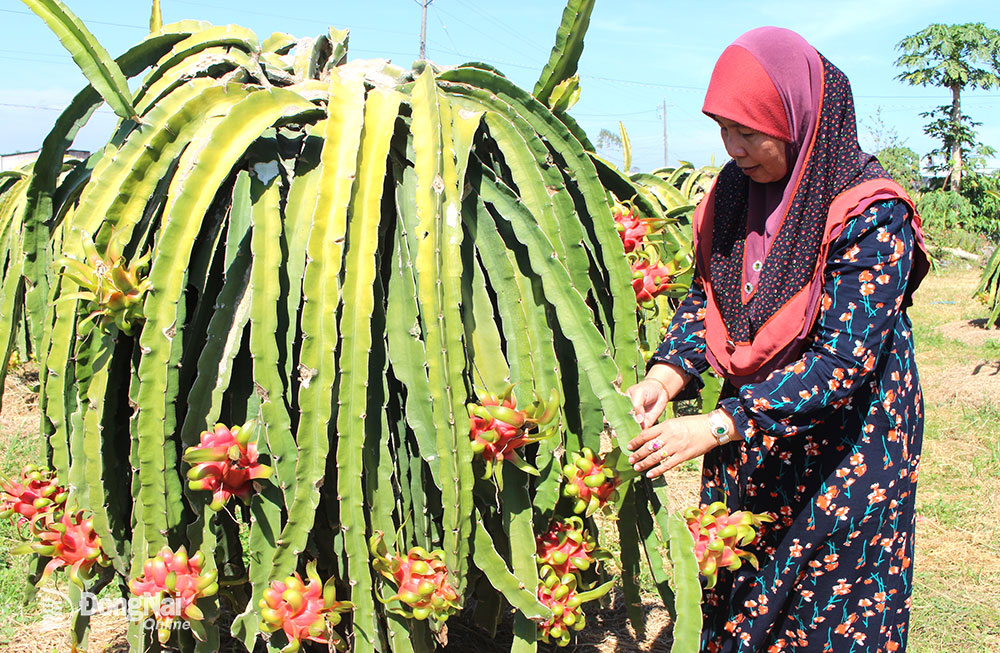 Chị Sou A Tah (dân tộc Chăm, ngụ ấp 4, xã Xuân Hòa) bên vườn thanh long. Ảnh: Ly Na