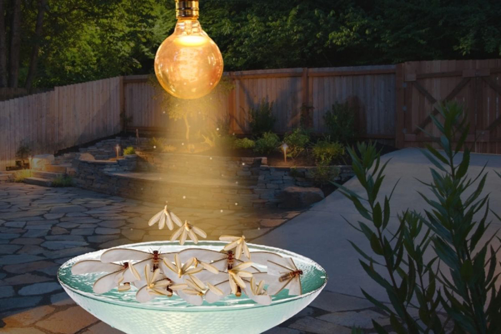 Cách diệt mối cánh hiệu quả bằng đèn bẫy và chậu nước.