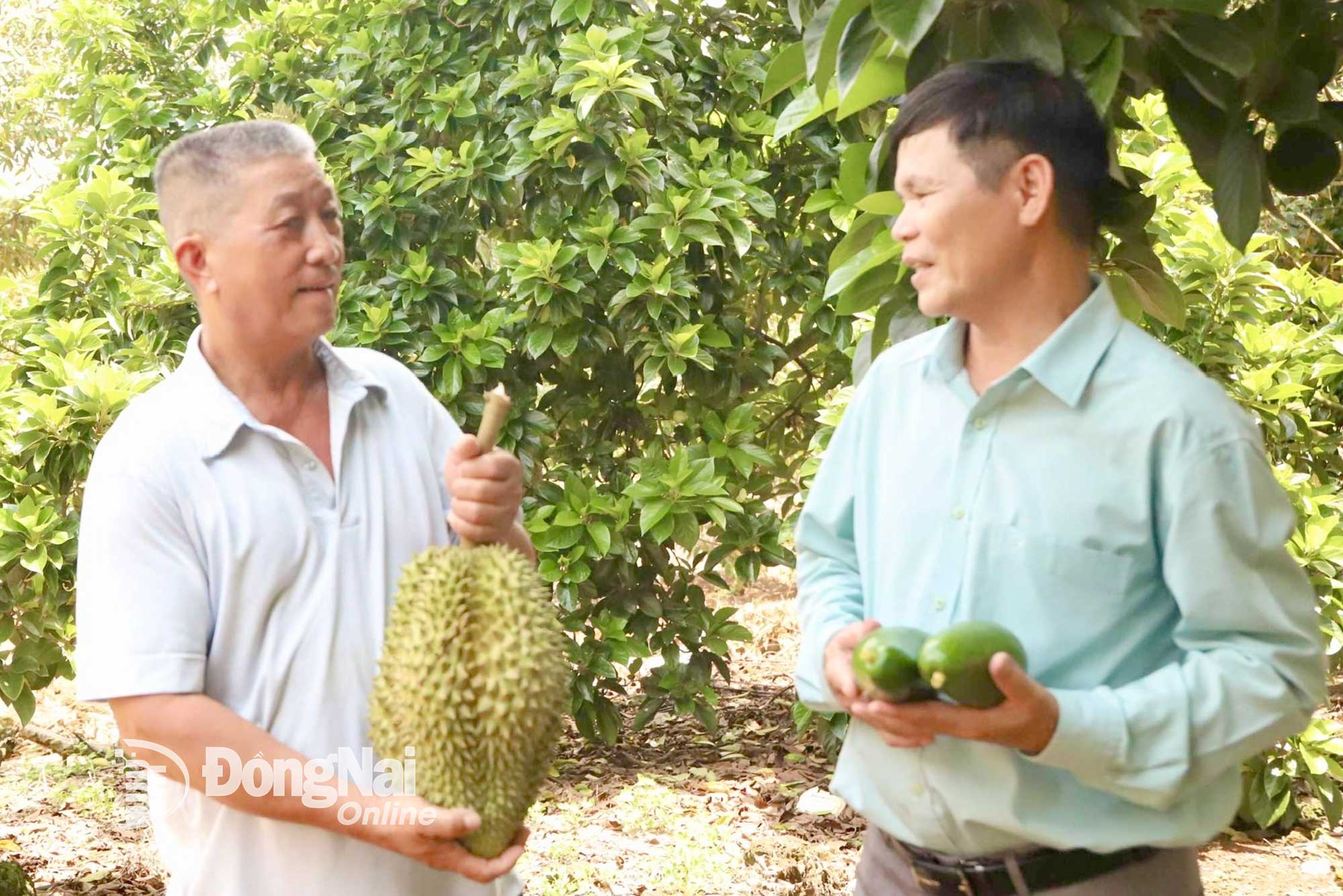 Ông Lý Nàm Sáng (trái), nông dân sản xuất, kinh doanh giỏi tại xã Phú Vinh, giới thiệu vườn trồng các loại cây ăn trái đặc sản của gia đình.