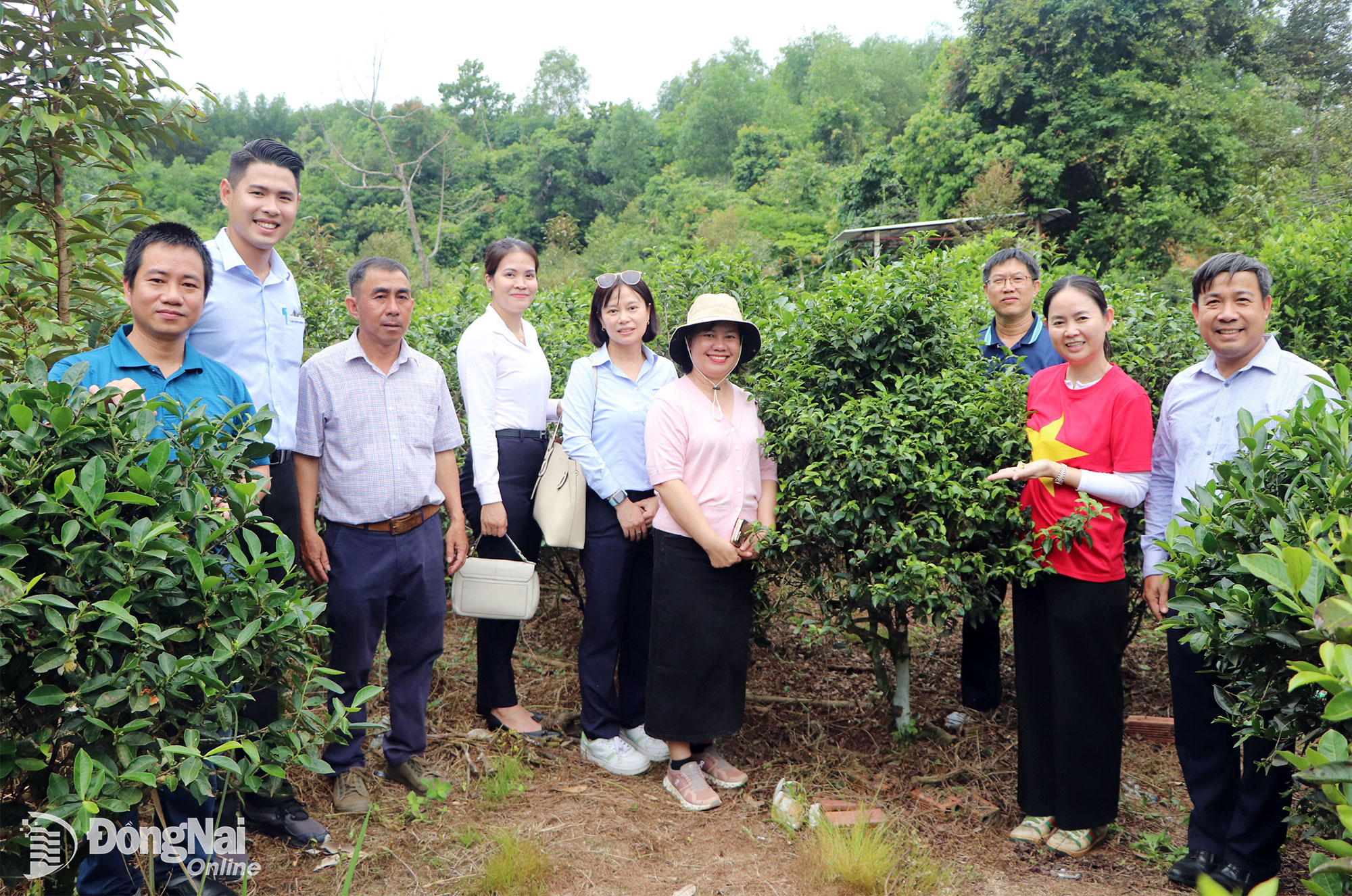 Đoàn khảo sát vườn chè Phó Hội. Ảnh: Ngọc Liên