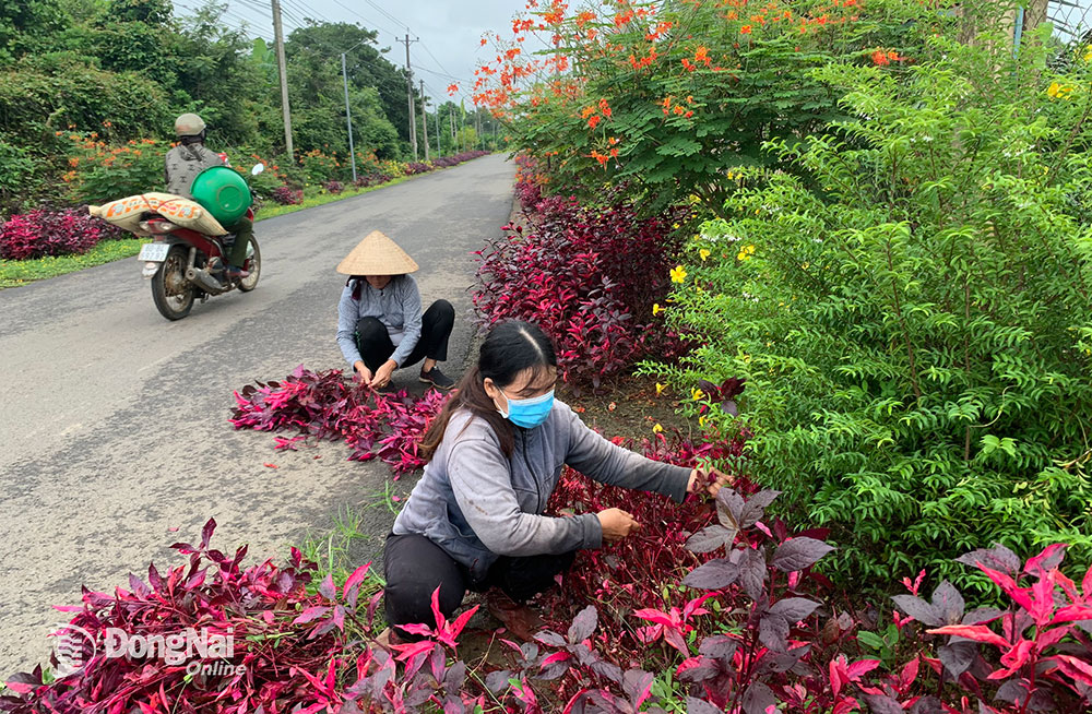 Nông dân xã Thanh Sơn, H.Định Quán ra quân trồng hoa, cây xanh trên tuyến đường nông thôn mới kiểu mẫu. Ảnh: B.Nguyên
