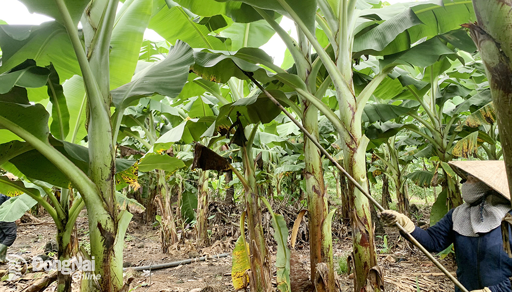 Vùng chuyên canh trồng chuối xuất khẩu tại xã Thanh Sơn (H.Định Quán). Ảnh: B.Nguyên