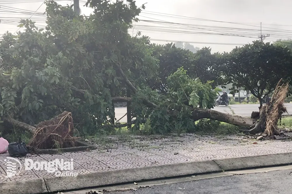 Cây xanh bật gốc sau mưa to, gió lớn. Ảnh: Hải Đình