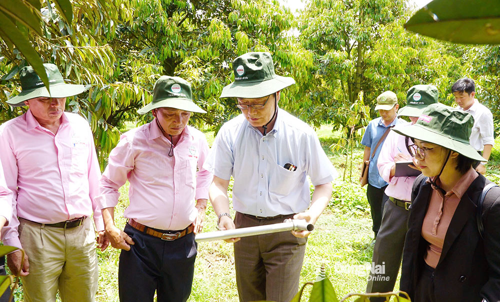 Giáo sư Kubo Motoki (giữa, Đại học Ritsumeikan, Nhật Bản) khảo sát vườn trồng sầu riêng tại huyện Cẩm Mỹ. Ảnh: Phan Anh