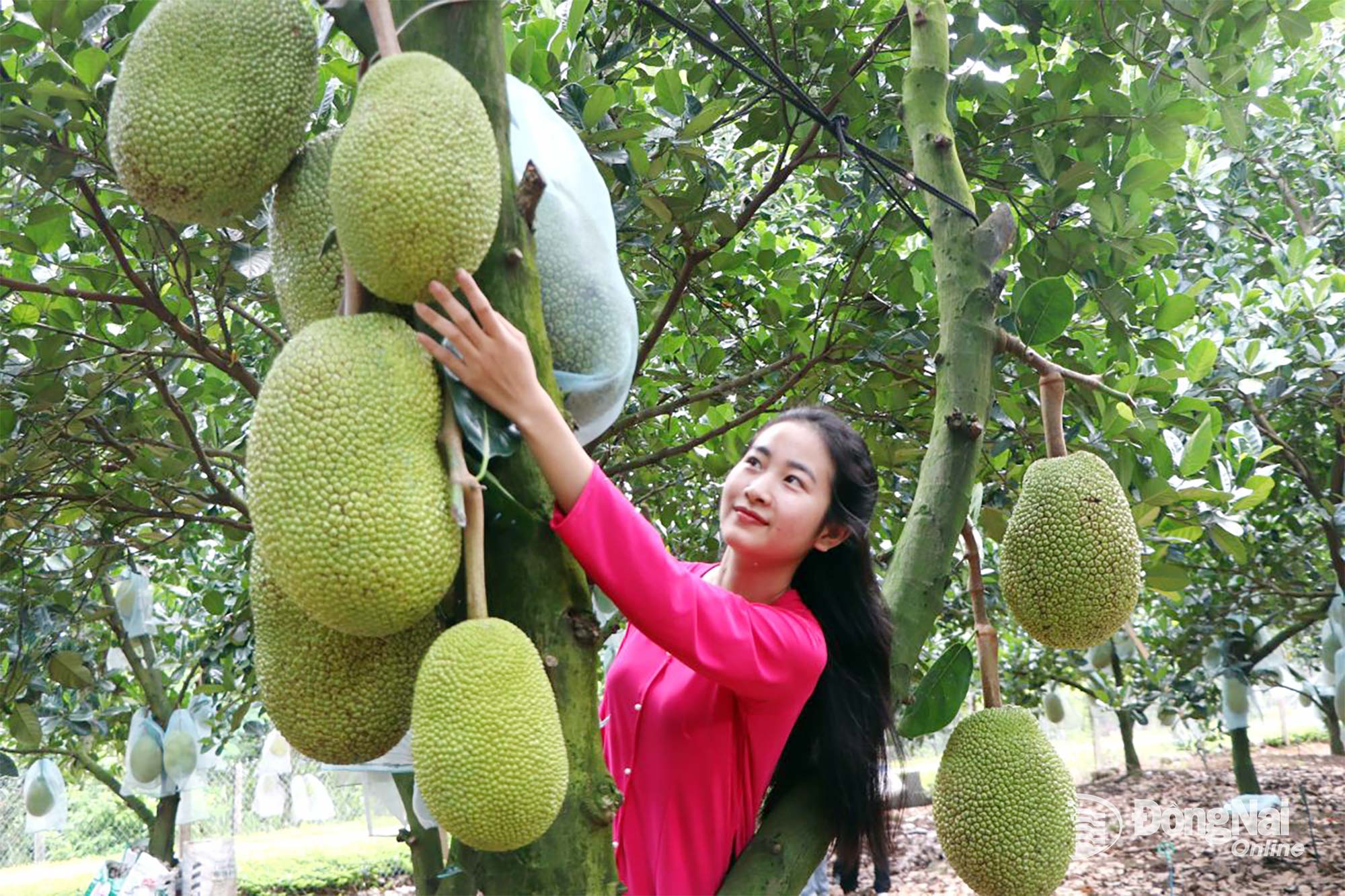 Khách du lịch check-in vườn trái cây tại xã Xuân Bắc. Ảnh: Ngọc Liên