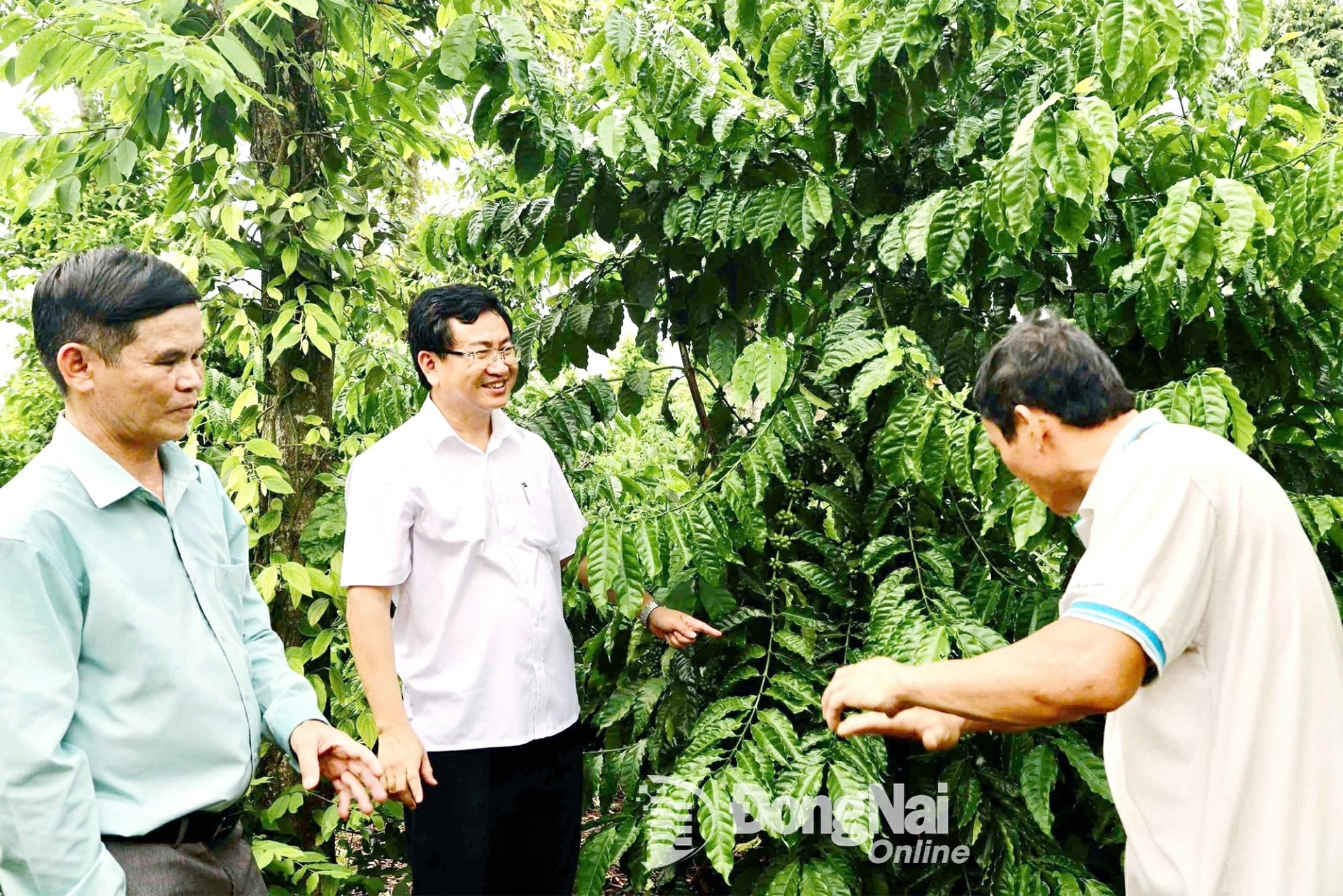Secretary of the Party Committee, Chairman of the Peoples Council of Phu Vinh Commune, Dao Van Tuan, visits a local agricultural production model. Photo: Binh Nguyen