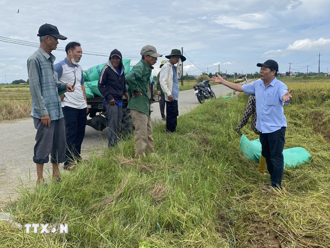 Phó Giám đốc Sở Nông nghiệp và Môi trường Huế Lê Văn Anh chỉ đạo người dân đẩy nhanh tiến độ thu hoạch lúa trước khi cơn bão số 5 đổ bộ. (Ảnh: TTXVN phát)
