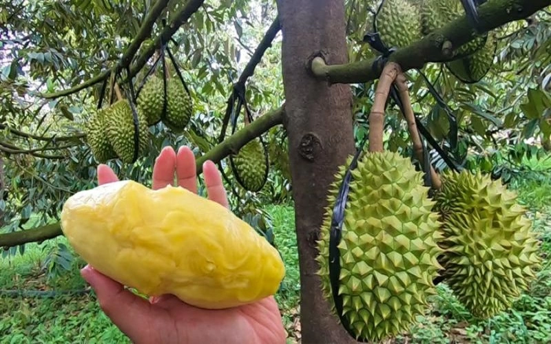 Dịch vụ của SUTECH.