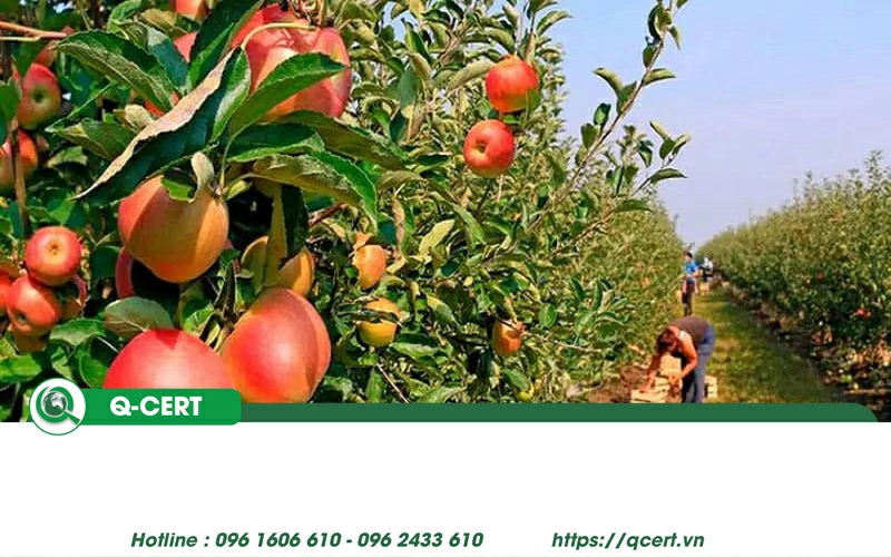 Yêu cầu để thiết lập mã vùng trồng.