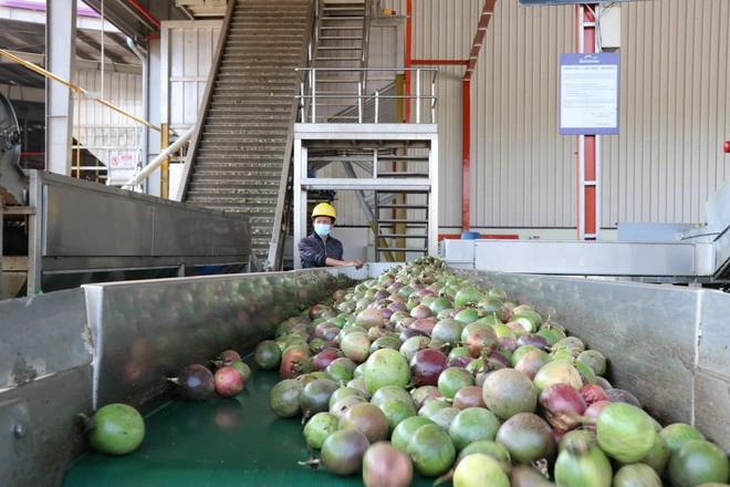 Dây chuyền sản xuất chanh leo của Công ty TNHH Quicornac (xã Trà Đa, thành phố Pleiku, tỉnh Gia Lai) năm 2023. (Ảnh: Hồng Điệp/TTXVN)
