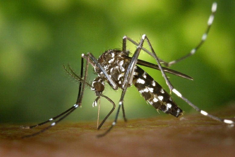 Muỗi vằn Aedes là trung gian truyền bệnh Chikungunya sang người