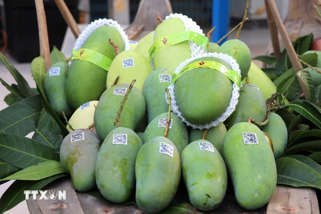 Xoài tượng da xanh An Giang xuất sang thị trường Australia và Hoa Kỳ. (Ảnh: Thanh Sang/TTXVN)
