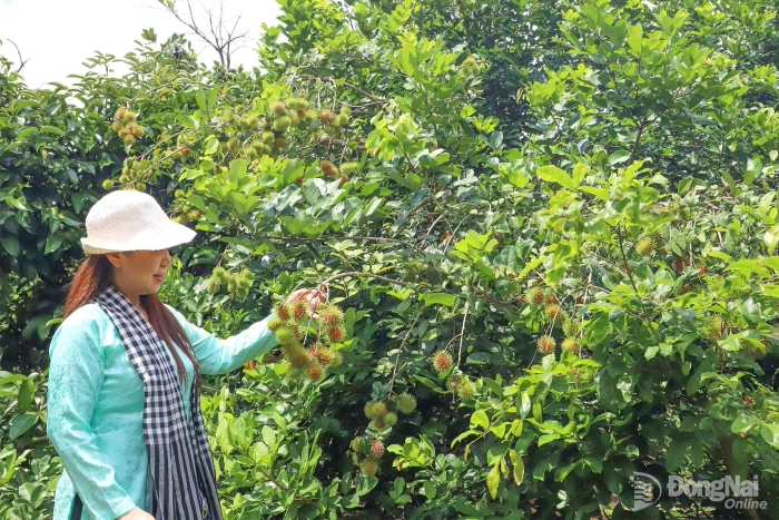 Khai thác thương hiệu đặc sản trái cây làm du lịch vườn