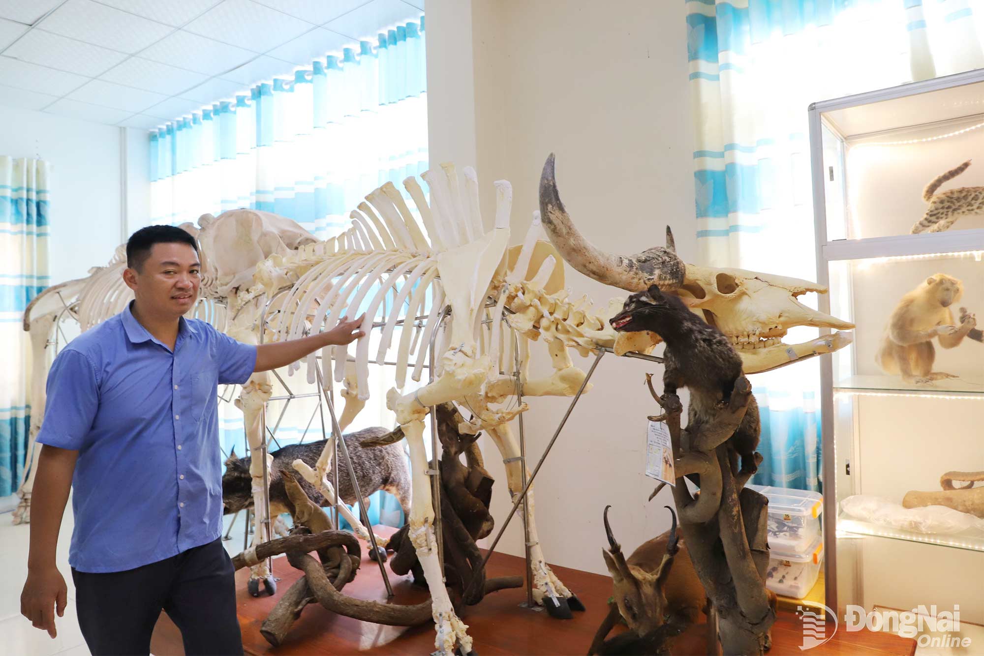 Bộ xương bò tót trưng bày tại phòng tiêu bản động vật thuộc Khu Bảo tồn thiên nhiên - văn hóa Đồng Nai.