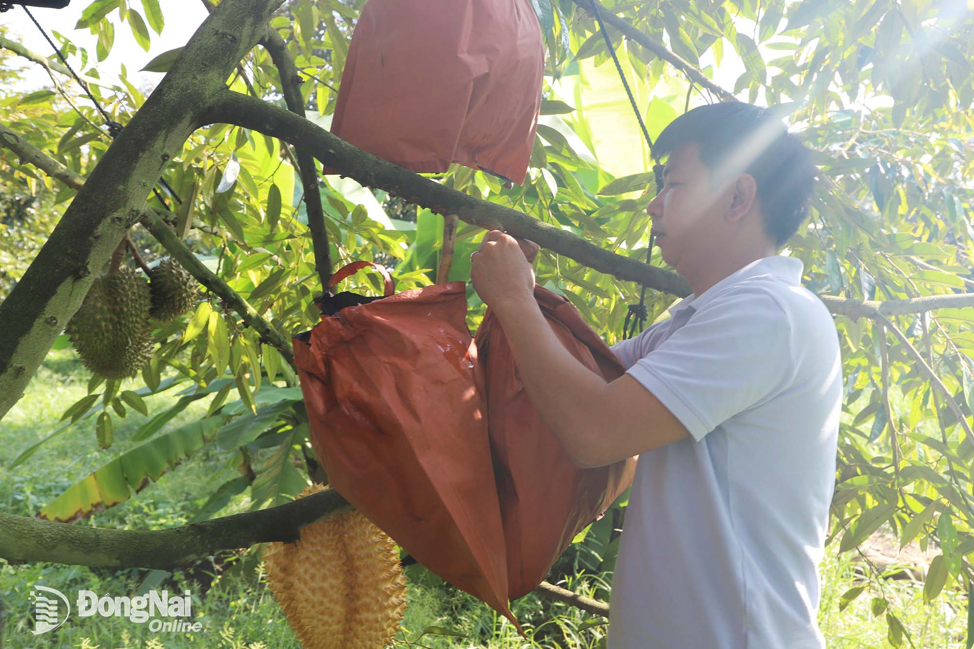 Farmers tend to durian trees in an export-oriented durian growing area in Xuan Bac commune. Photo: Binh Nguyen

