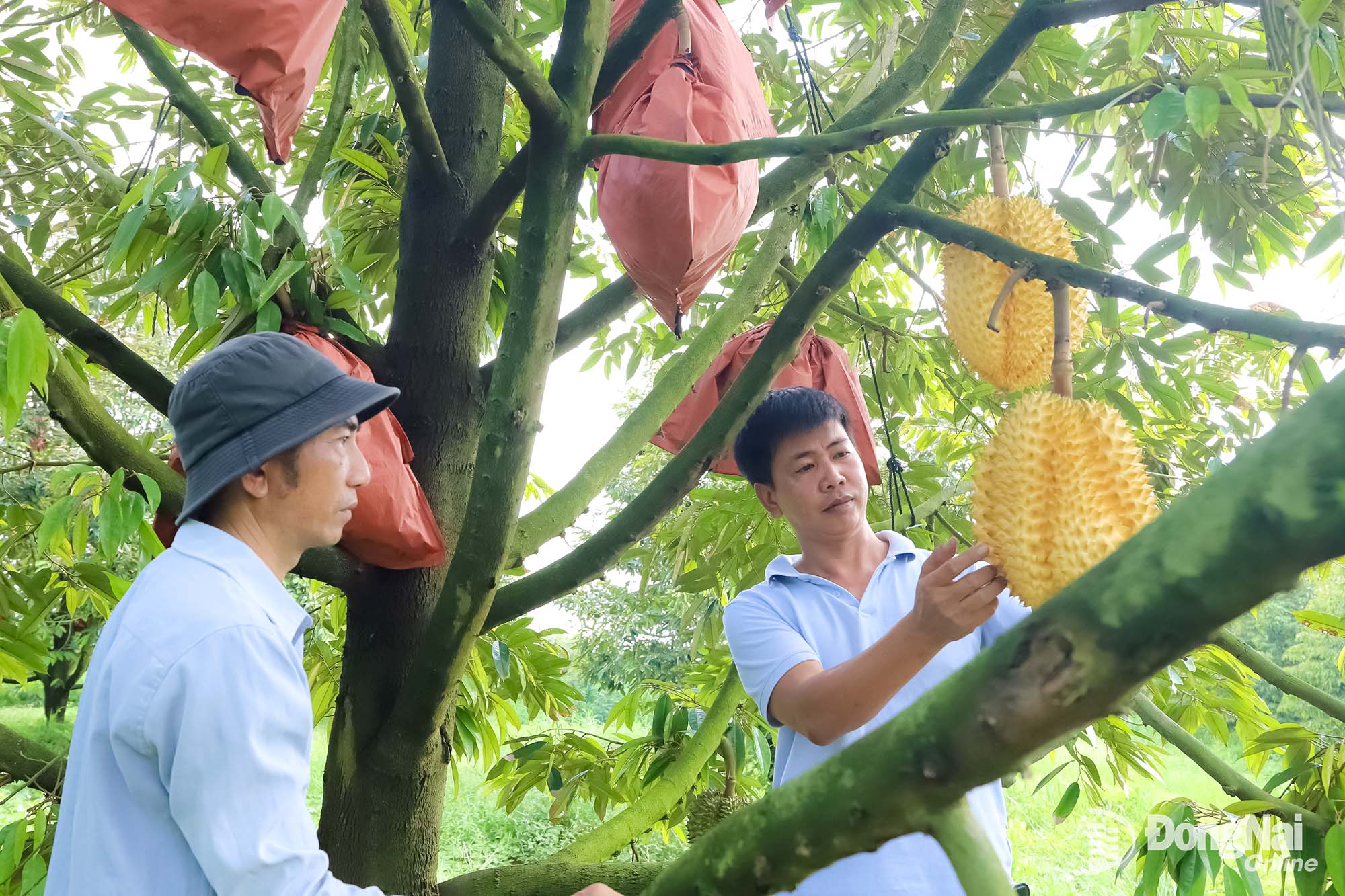 Farmers tend to durian trees in an export-oriented durian growing area in Xuan Bac commune. Photo: Binh Nguyen

