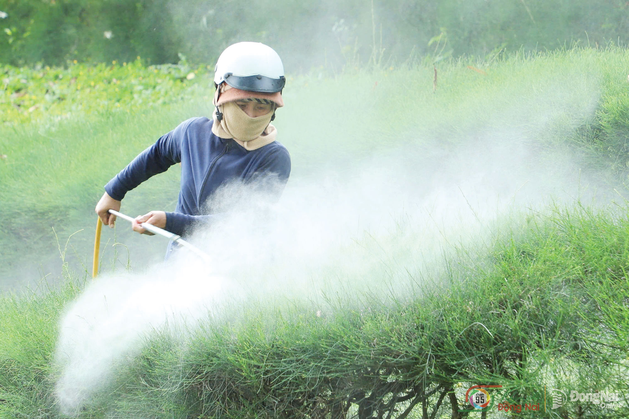 Watering plants. Photo: Pham Thien Long (taken in Xuan Loc ward)

