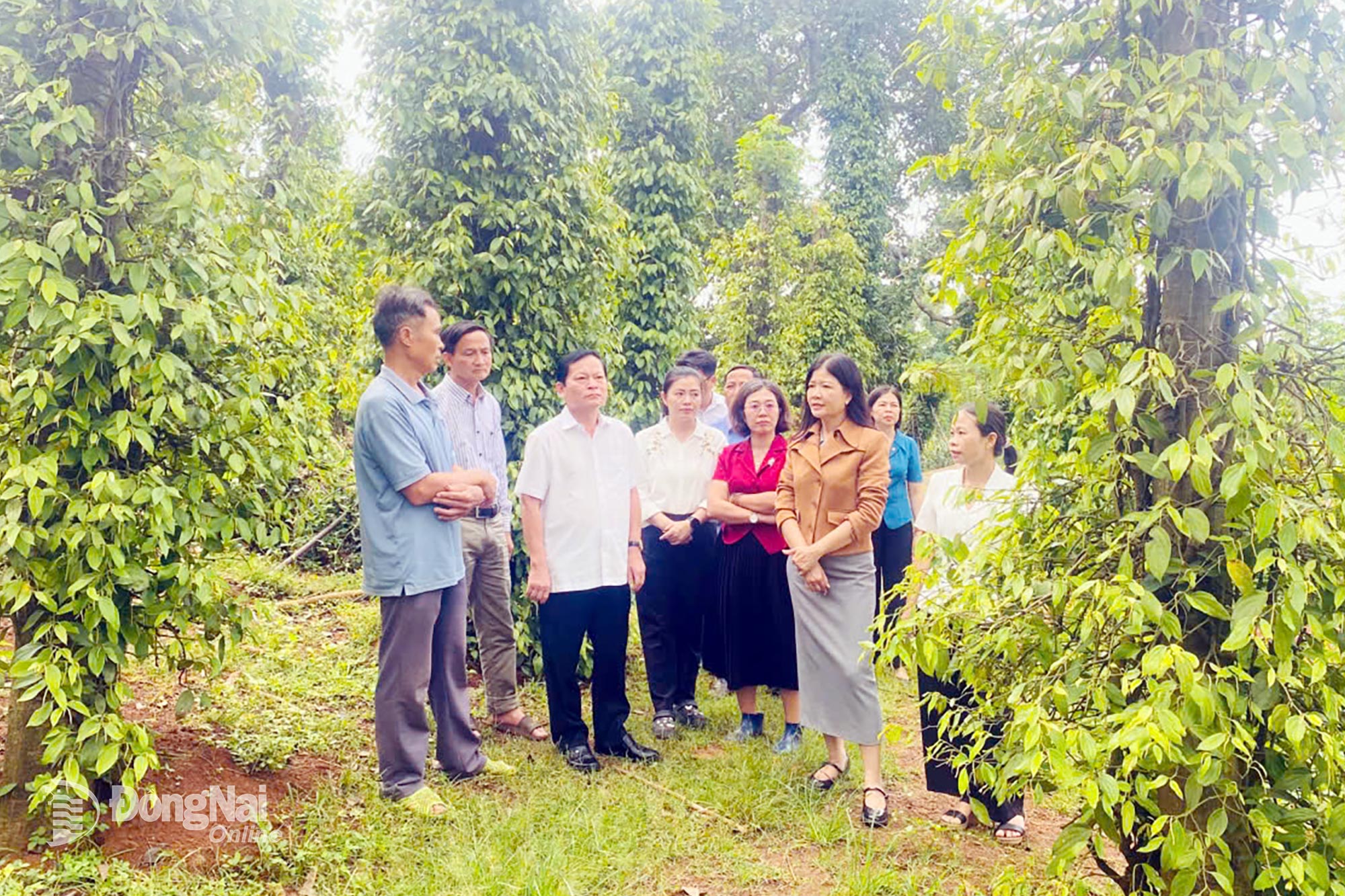 Leaders of the DNFA visit a pepper garden of a high-performing farmer in Song Ray commune.

