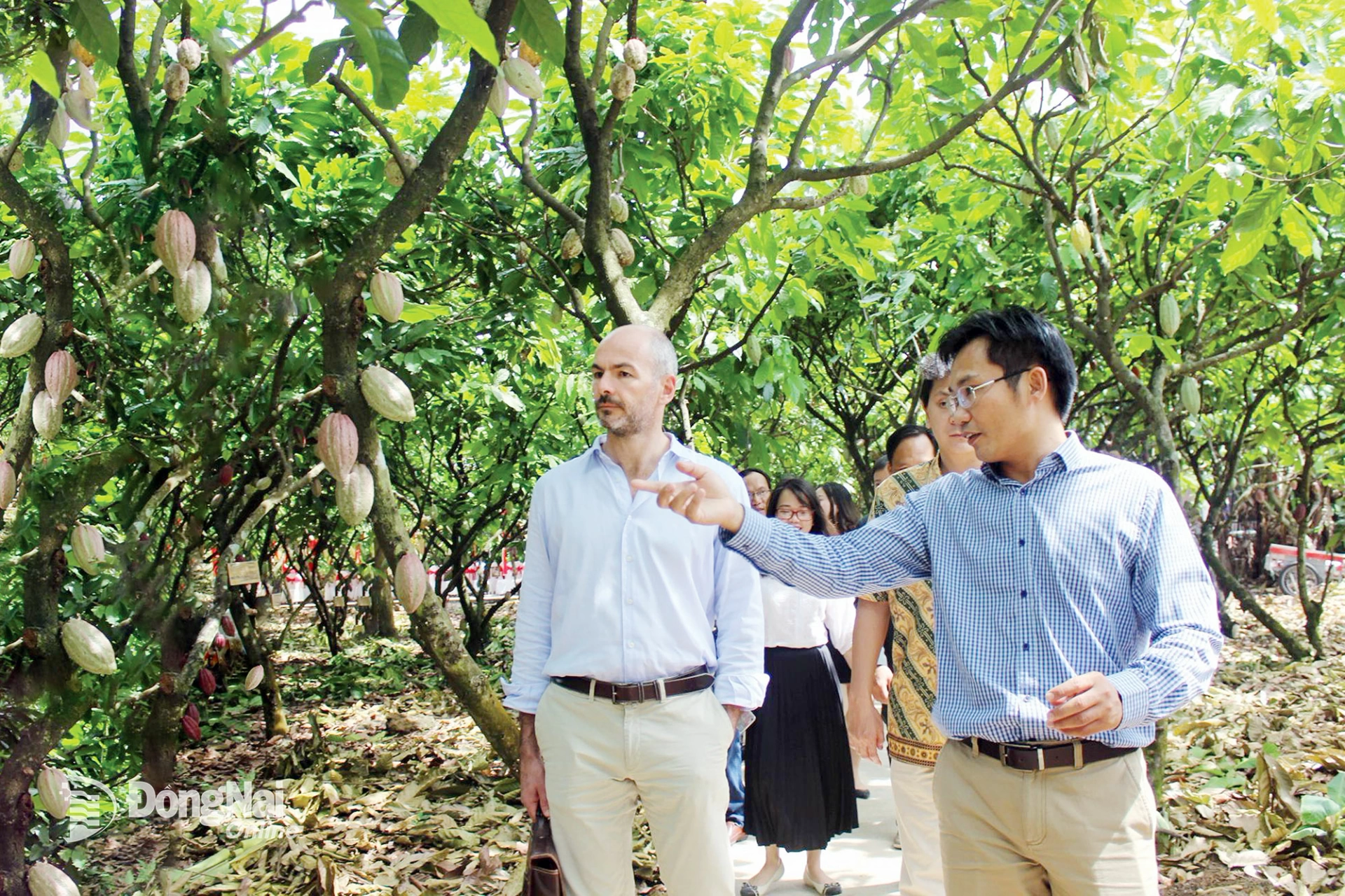 Foreign customers visit a cocoa-growing area in Phu Hoa Commune. Photo: Binh Nguyen.

