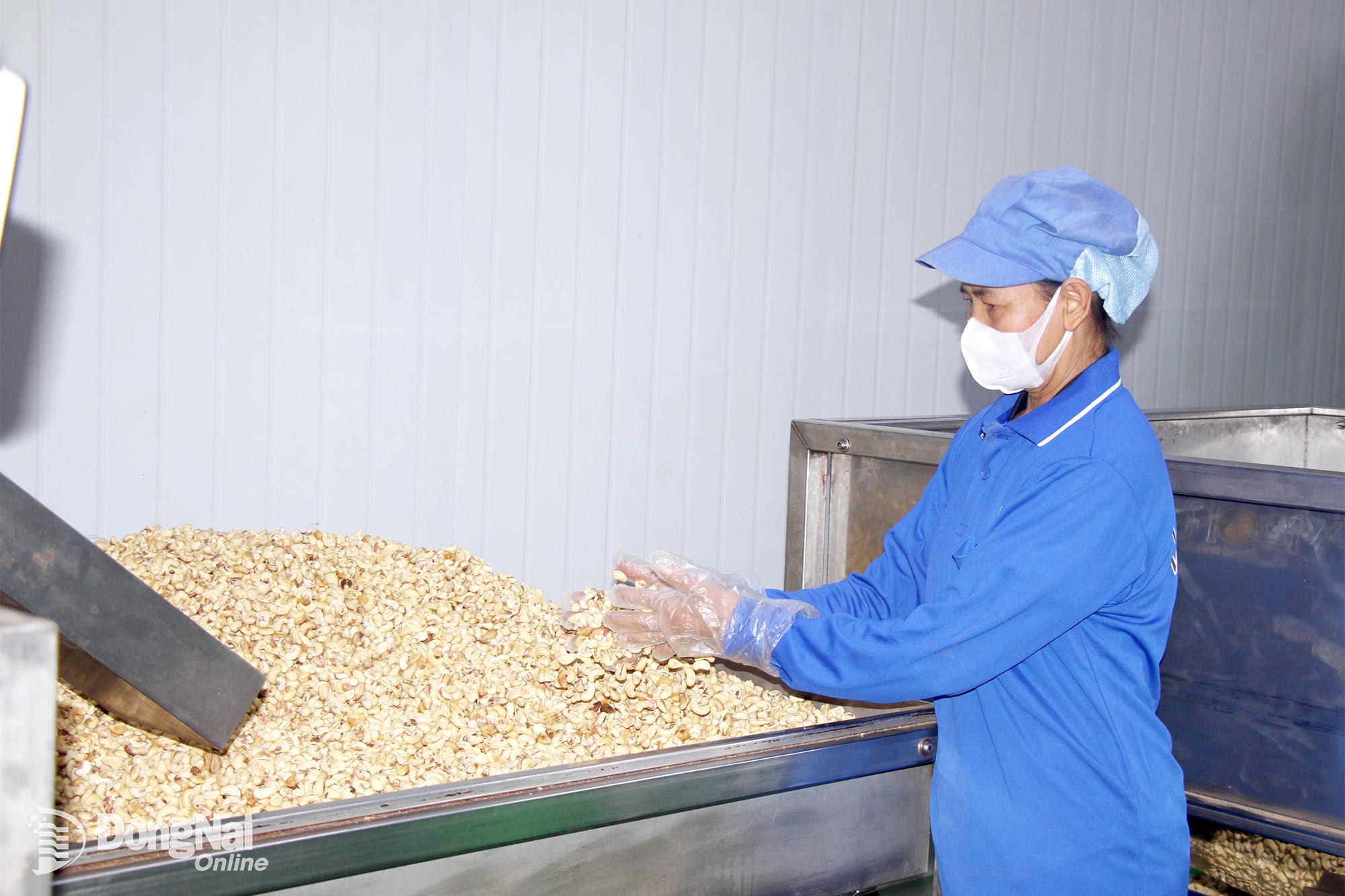 Cashew nuts are produced at an enterprise in Xuan Hoa Commune, Dong Nai City.


