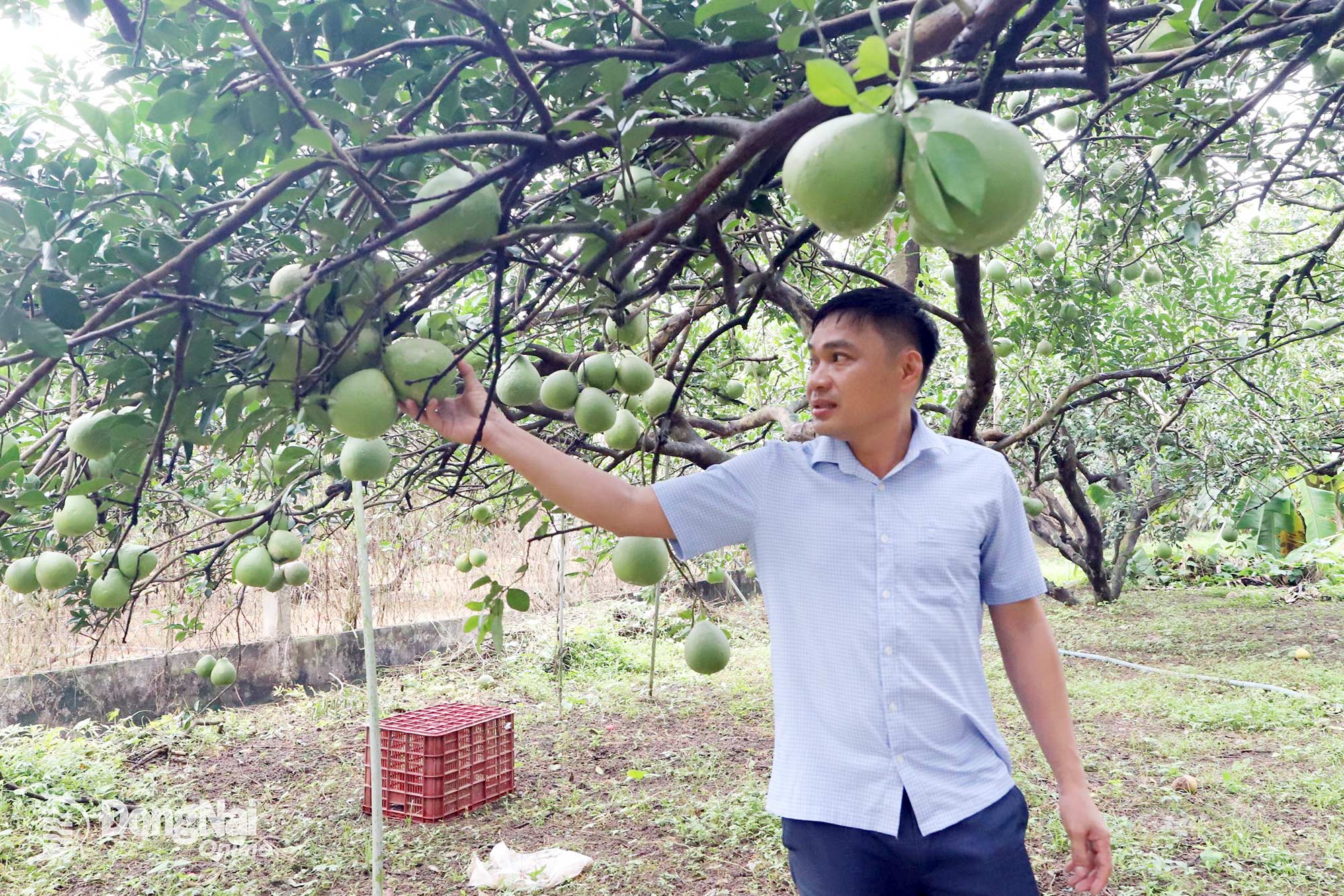 An orchard of orange-leaf sugar pomelos in Tan Trieu Ward is expected to deliver a bumper, high-value crop for the 2027 Lunar New Year harvest.