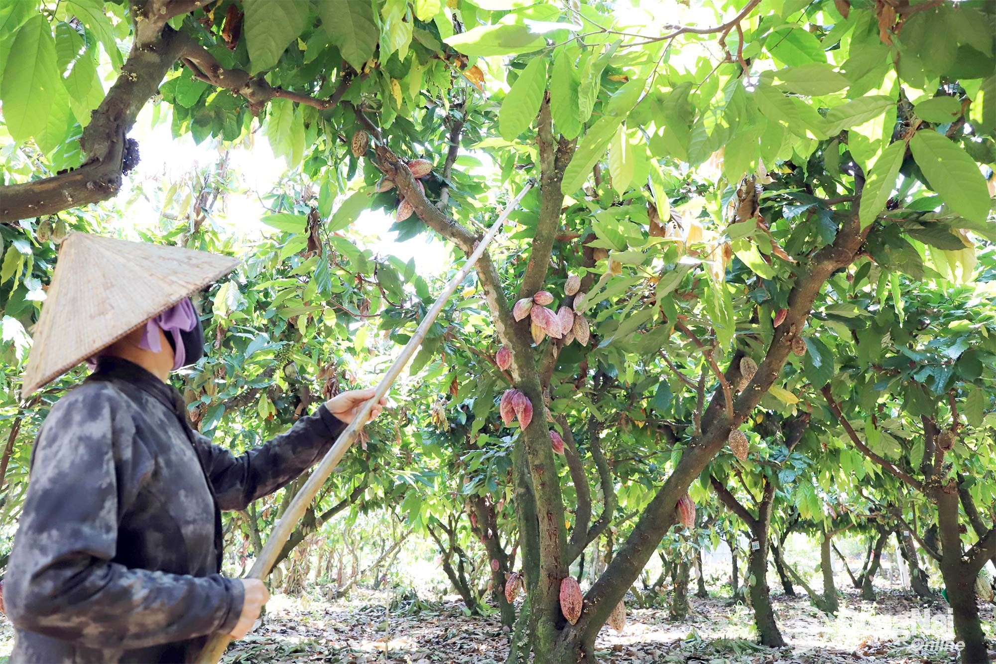 Cocoa products have strong export potential in the EU market. In the photo: A cocoa-growing area in Phu Hoa Commune.

