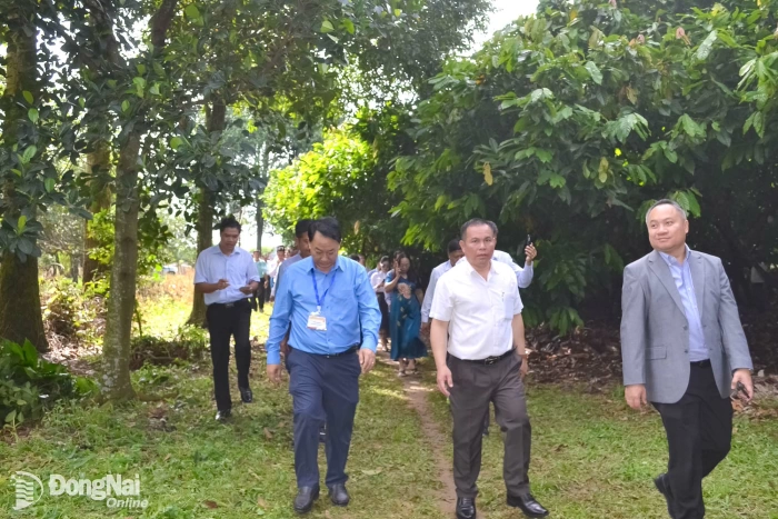 Đoàn cán bộ lãnh đạo trẻ 3 Đảng: Việt Nam - Lào - Campuchia khảo sát thực tế mô hình trồng ca cao tại Đồng Nai