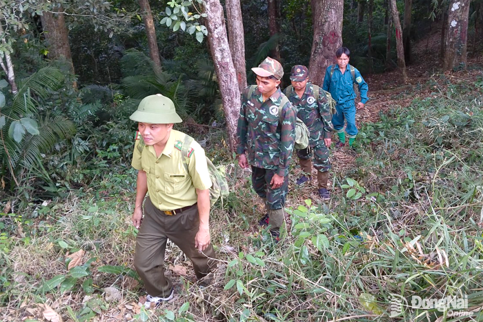Canh rừng xuyên lễ